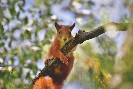 Silence the Liar and Theif! Image